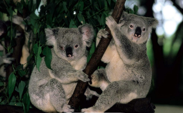 澳洲留学申请成功的秘密武器？你一定要看看