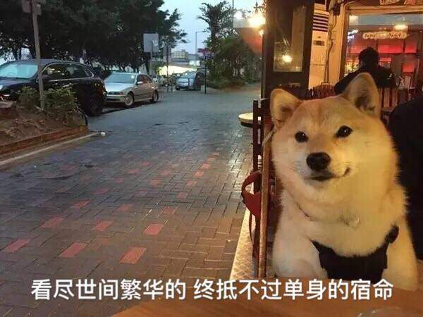 易世英语教你：一个人过情人节的正确姿势