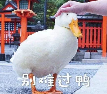 轻松6.5，雅思作文考试提分技巧看这里就可以！